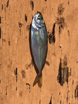 Image of Horse Mackerel