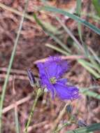 Image of Thysanotus banksii R. Br.