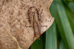 Image of Trypetoptera canadensis (Macquart 1843)