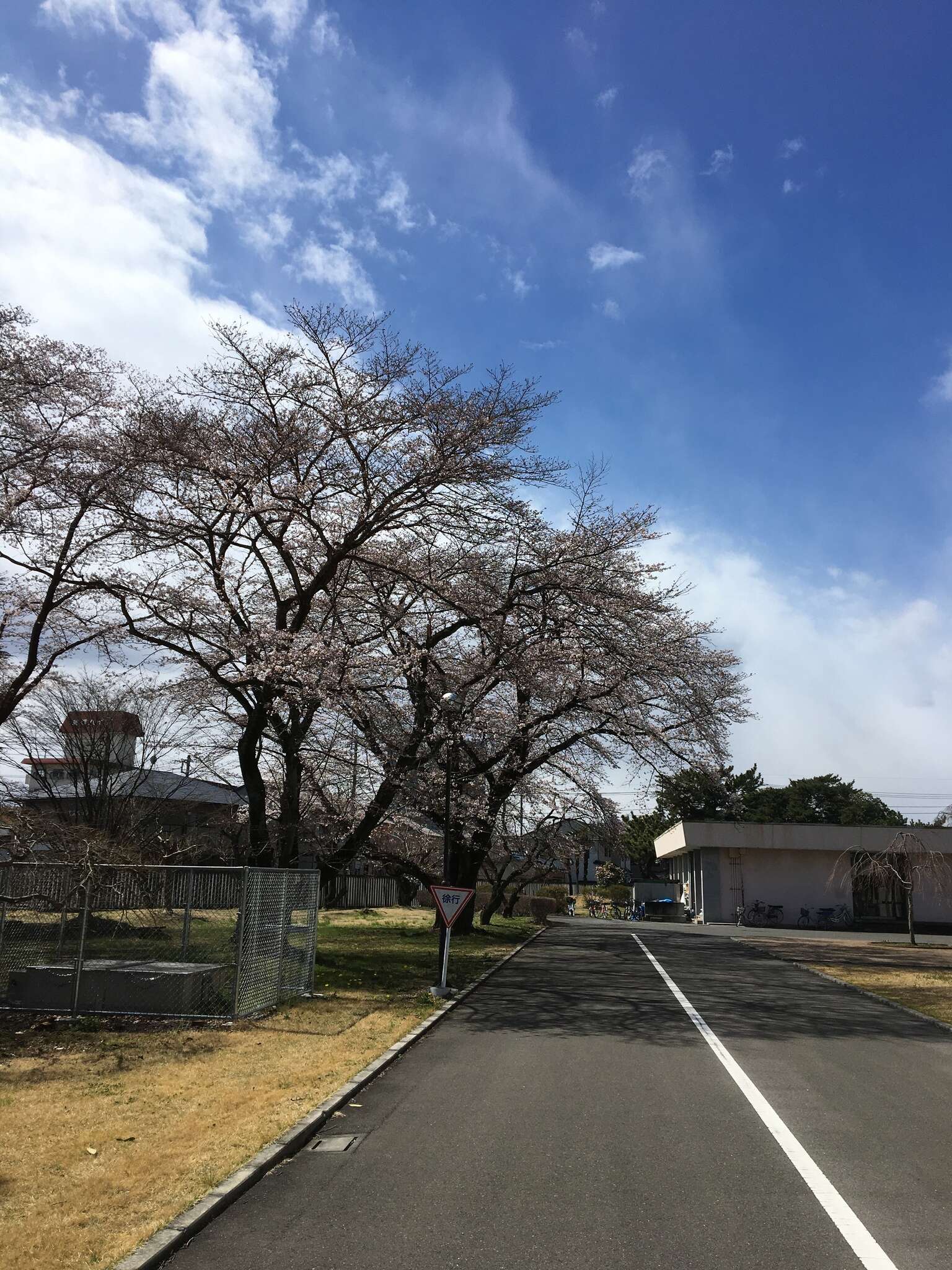 Imagem de Prunus yedoensis Matsum.