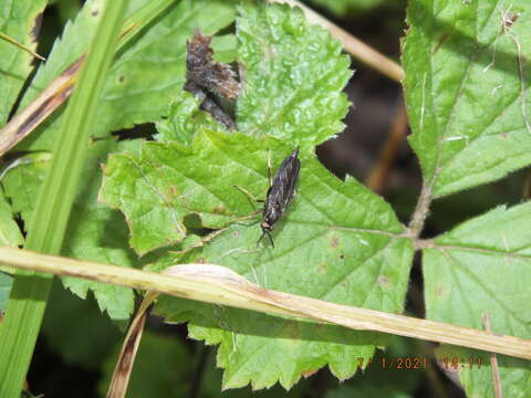 Image of Rachicerus obscuripennis (Loew 1863)