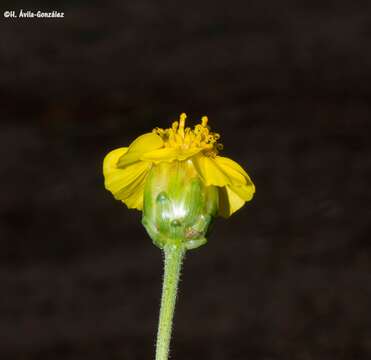 Image de Tridax balbisioides (Kunth) A. Gray