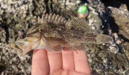 Image of Grass rockfish