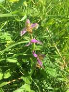 Image of Ophrys apifera var. trollii (Hegetschw.) Rchb. fil.