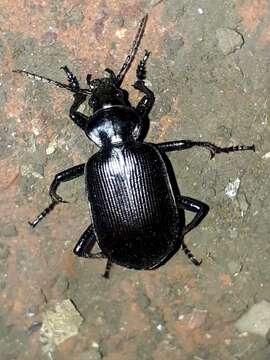 Image of Calosoma (Castrida) vagans Dejean 1831