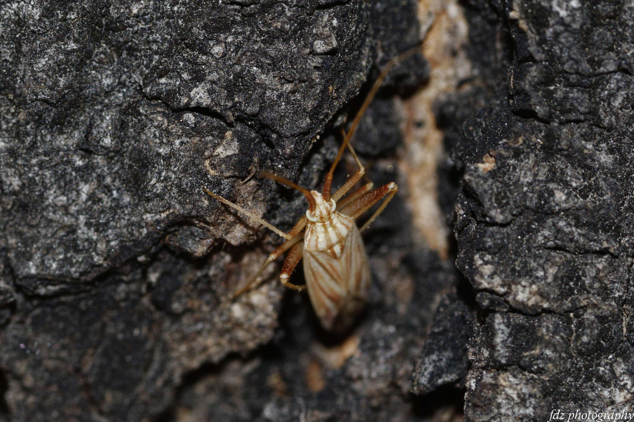 Image of Miridius quadrivirgatus (A. Costa 1853)