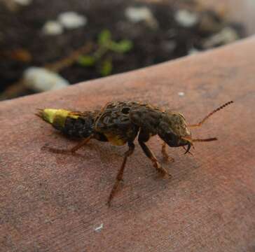 Image of Gold-and-brown Rove Beetle