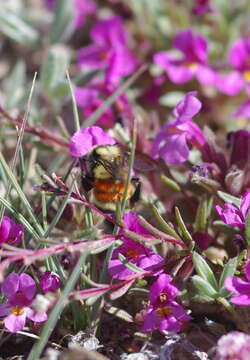 Слика од Bombus huntii Greene 1860