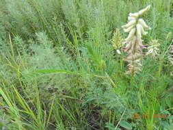 Plancia ëd Astragalus uliginosus L.