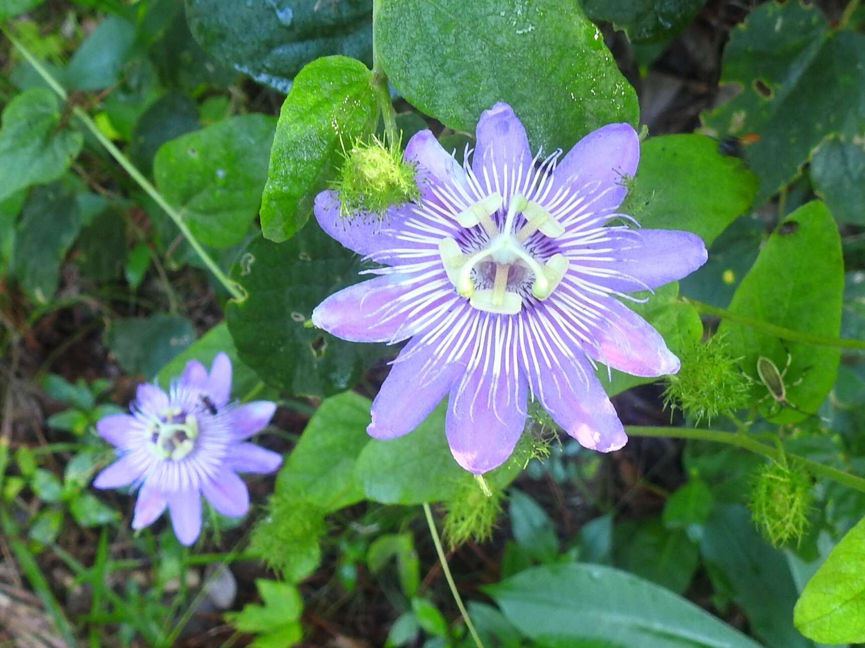 Image of Passiflora urbaniana Killip