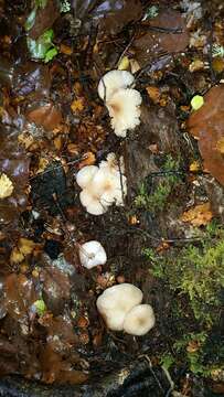 Image of Marasmius otagensis G. Stev. 1964