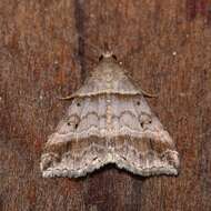 Image of Ambiguous Moth