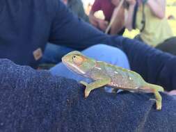 Image of Common African Flap-necked Chameleon