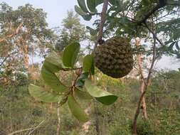 Image of Annona crassiflora Mart.