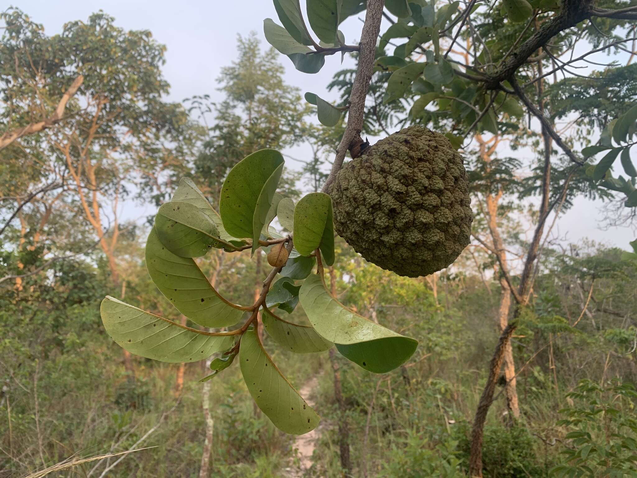 Image of Annona crassiflora Mart.