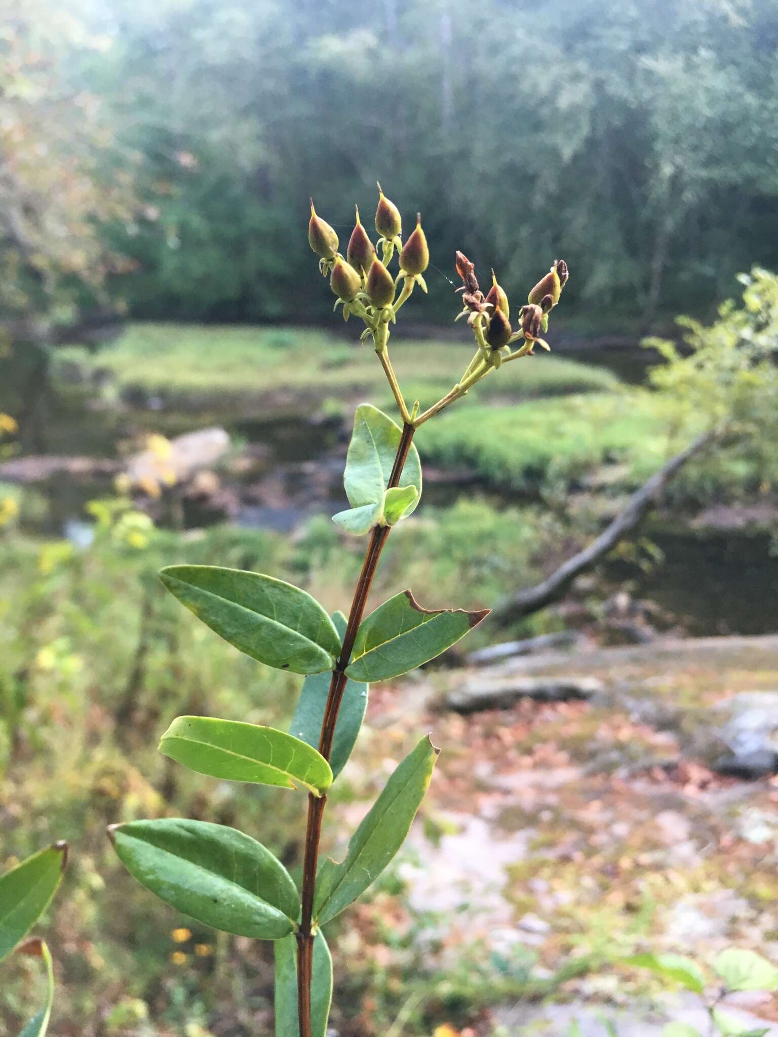 Imagem de Hypericum nudiflorum Michx. ex Willd.