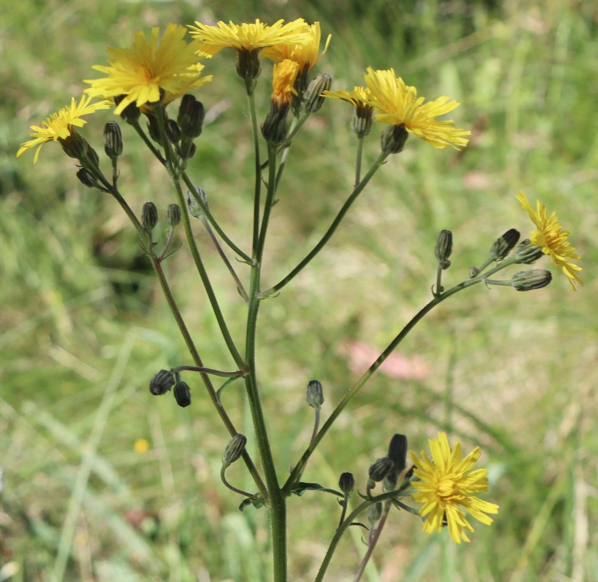 Image of Picris angustifolia subsp. merxmuelleri H. W. Lack & S. Holzapfel