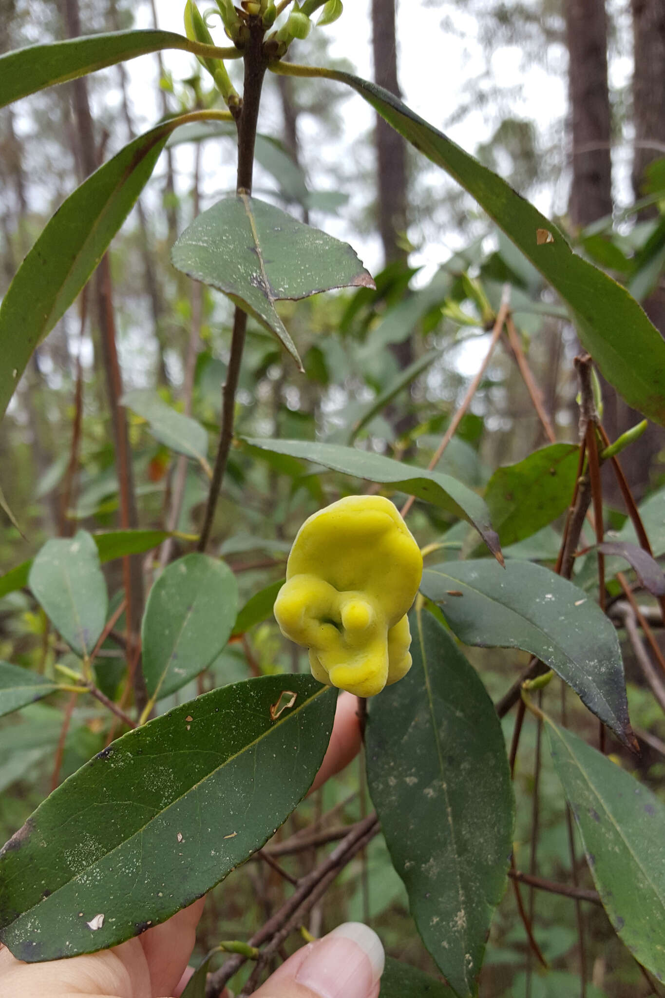 Image of common sweetleaf