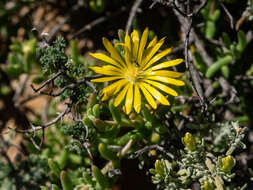 Image of Delosperma acocksii L. Bol.