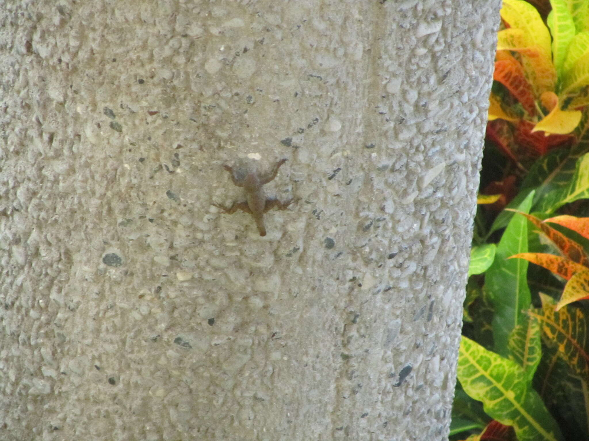 Image of Anolis properus Schwartz 1968