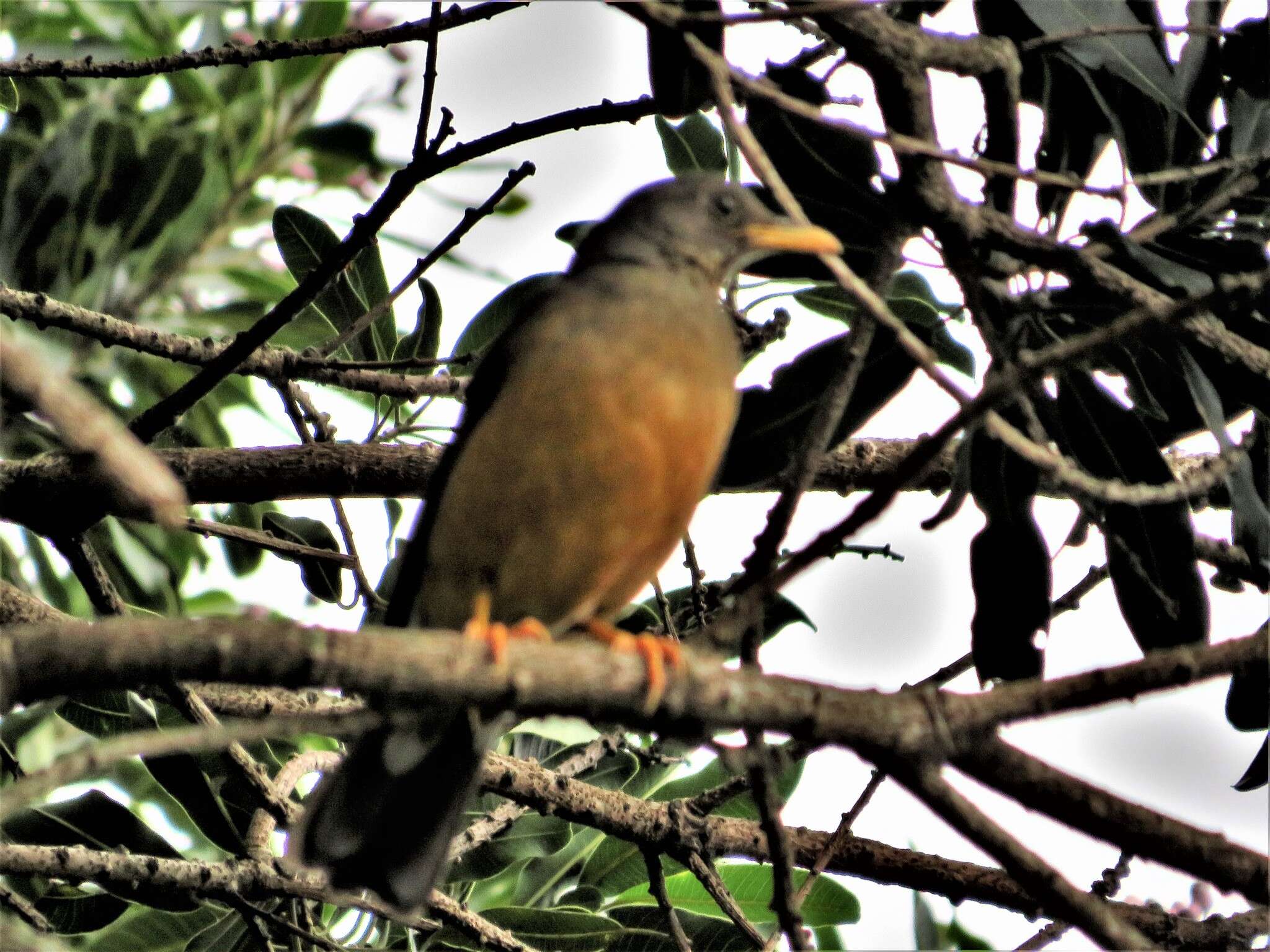 Image of Turdus olivaceus pondoensis Reichenow 1917