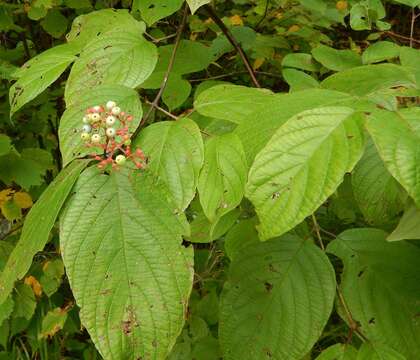 Image of roundleaf dogwood