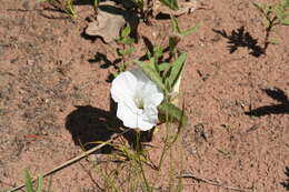 Image of low false bindweed