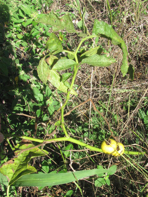 Imagem de Solanum dimidiatum Rafin.