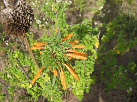 Image of Broadleaf leonotis