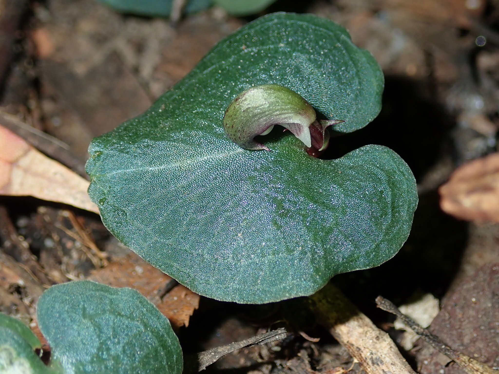 Image de Corybas aconitiflorus Salisb.