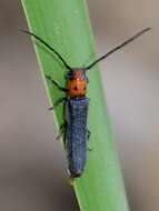 Image of Raspberry Cane Borer