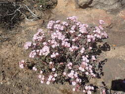 Imagem de Oscularia ornata (L. Bol.) H. E. K. Hartm.