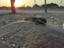 Image of Van Son's Gecko