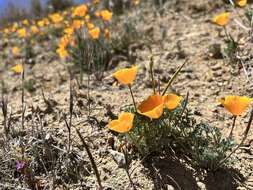 Image of Lemmon's poppy