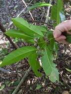 Image de Cryptocarya sclerophylla B. P. M. Hyland