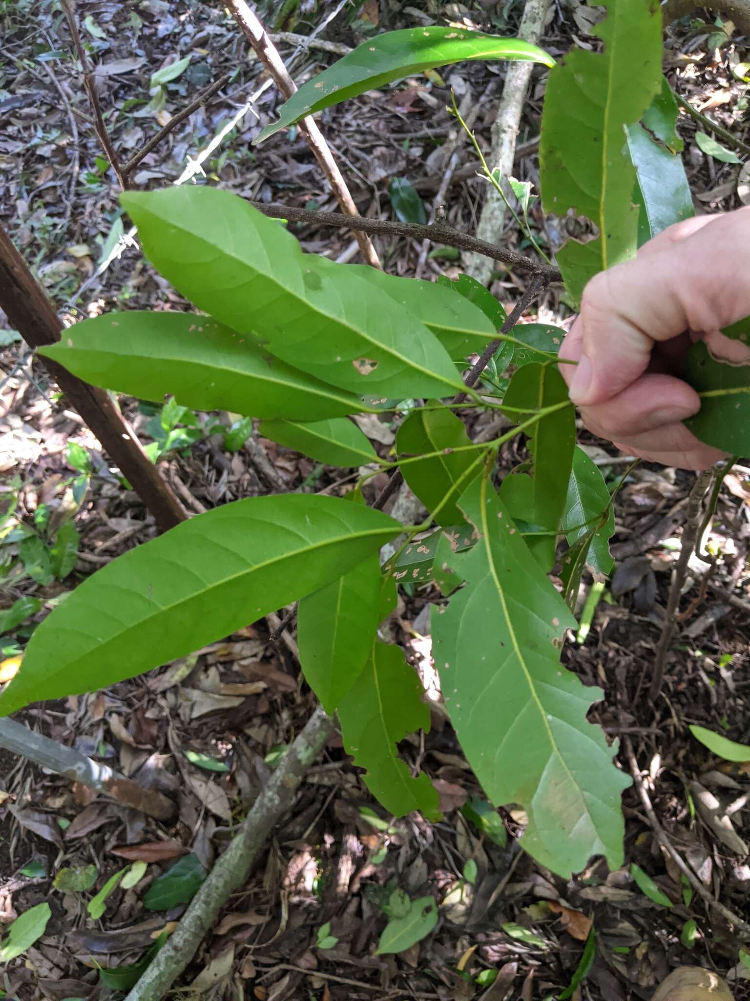 Image de Cryptocarya sclerophylla B. P. M. Hyland