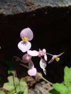 Image of Begonia bernieri A. DC.