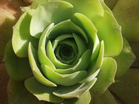 Image of Aeonium canariense subsp. christii (Burchard) Bañares