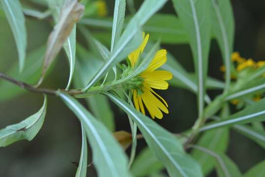 Image of Verbesina neriifolia Hemsl.