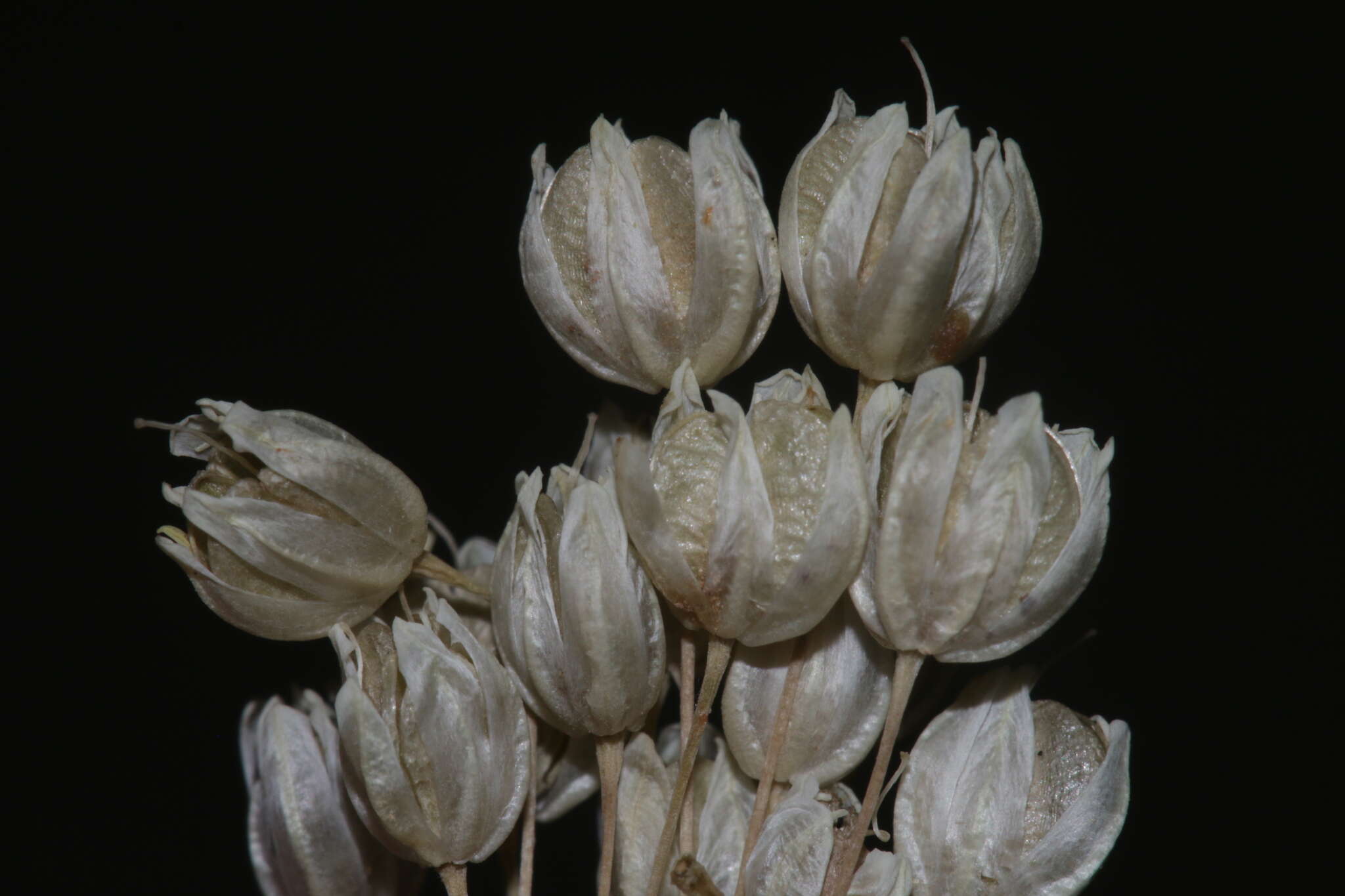 Image of Allium convallarioides Grossh.