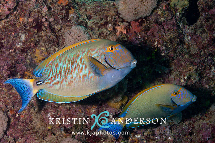 Image of Dussumier's Surgeonfish