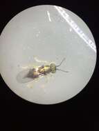 Image of Encyrtid wasp