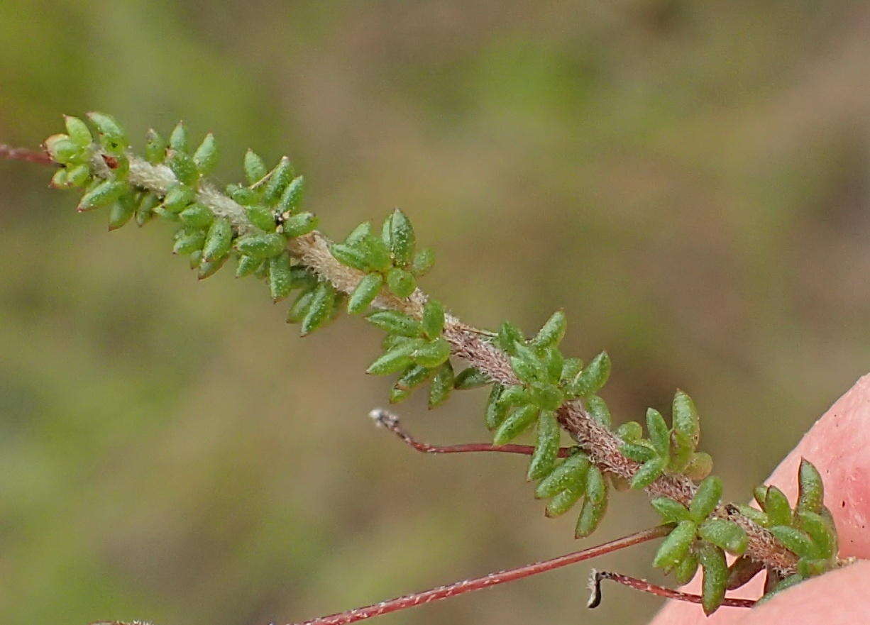 Image of Aspalathus tenuissima R. Dahlgren