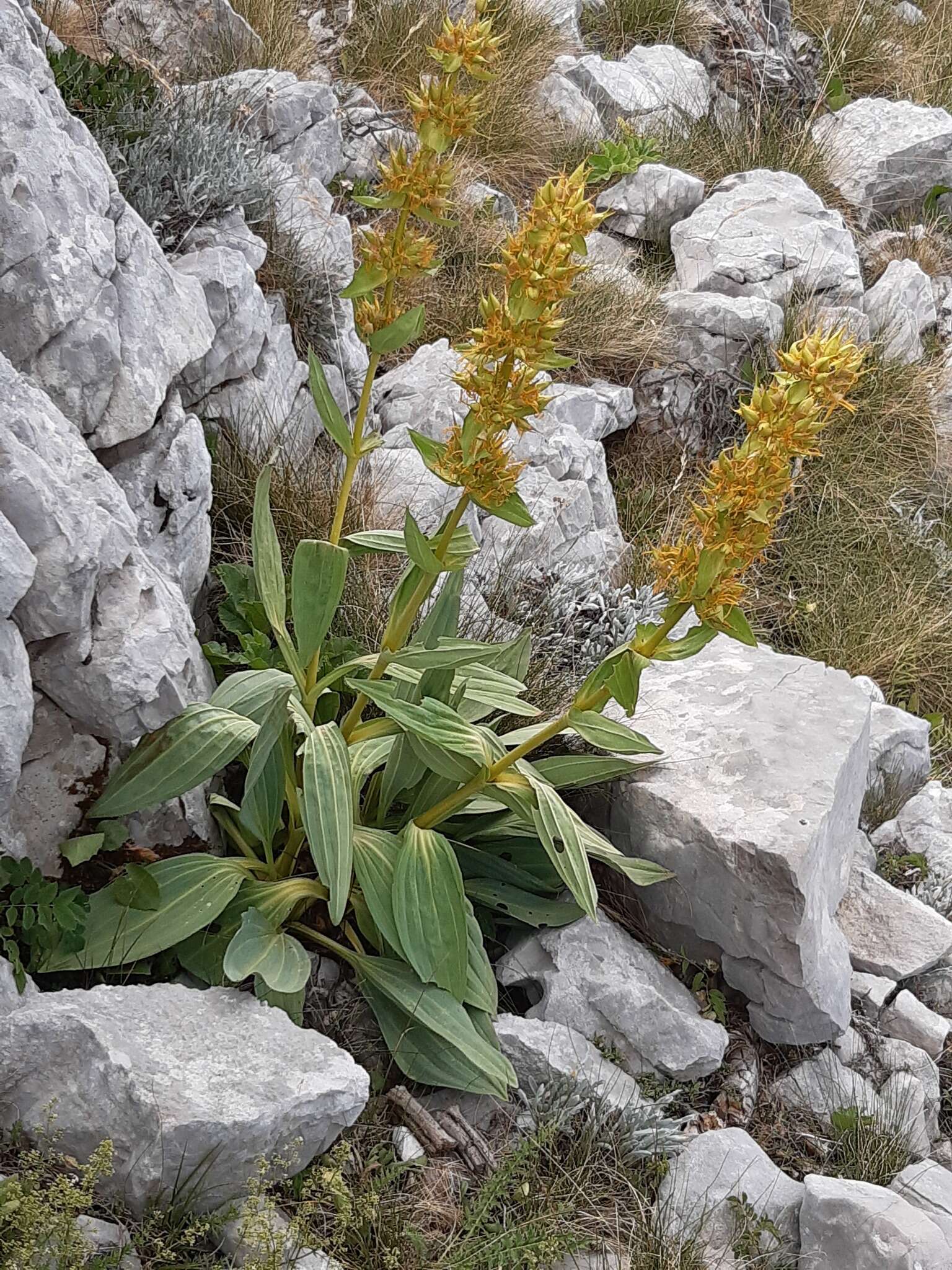 Image of Gentiana lutea subsp. symphyandra (Murb.) Hayek