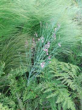 Plancia ëd Indigofera filifolia Thunb.