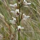 Image of Prasophyllum mimulum D. L. Jones