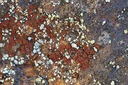 Image of cracked lichen