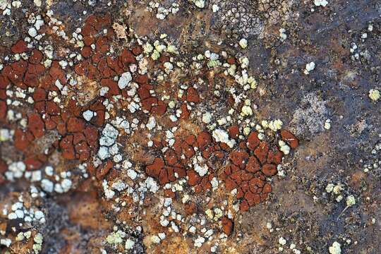 Image of cracked lichen