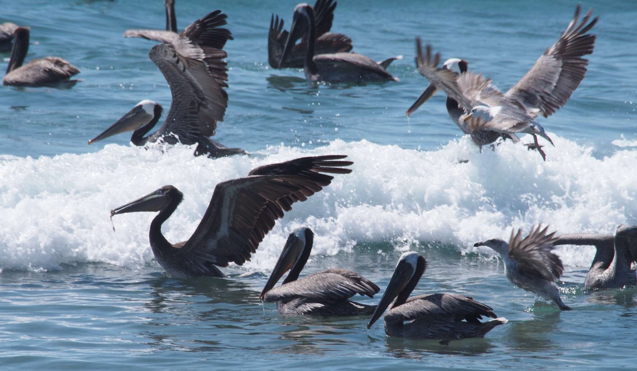 Image of California brown pelican