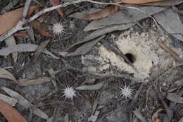 Image of Drosera petiolaris R. Br. ex DC.